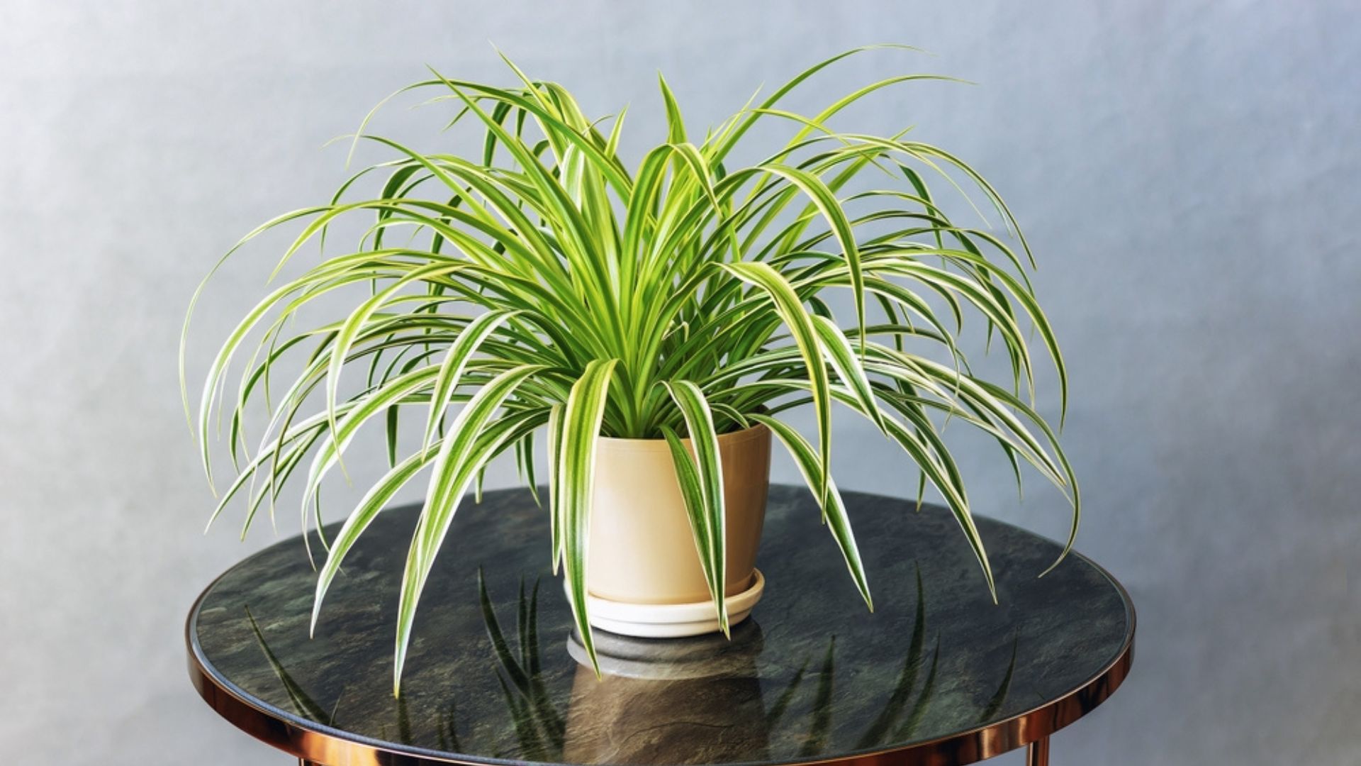 29 Houseplants That Don’t Like Being Brought Outdoors