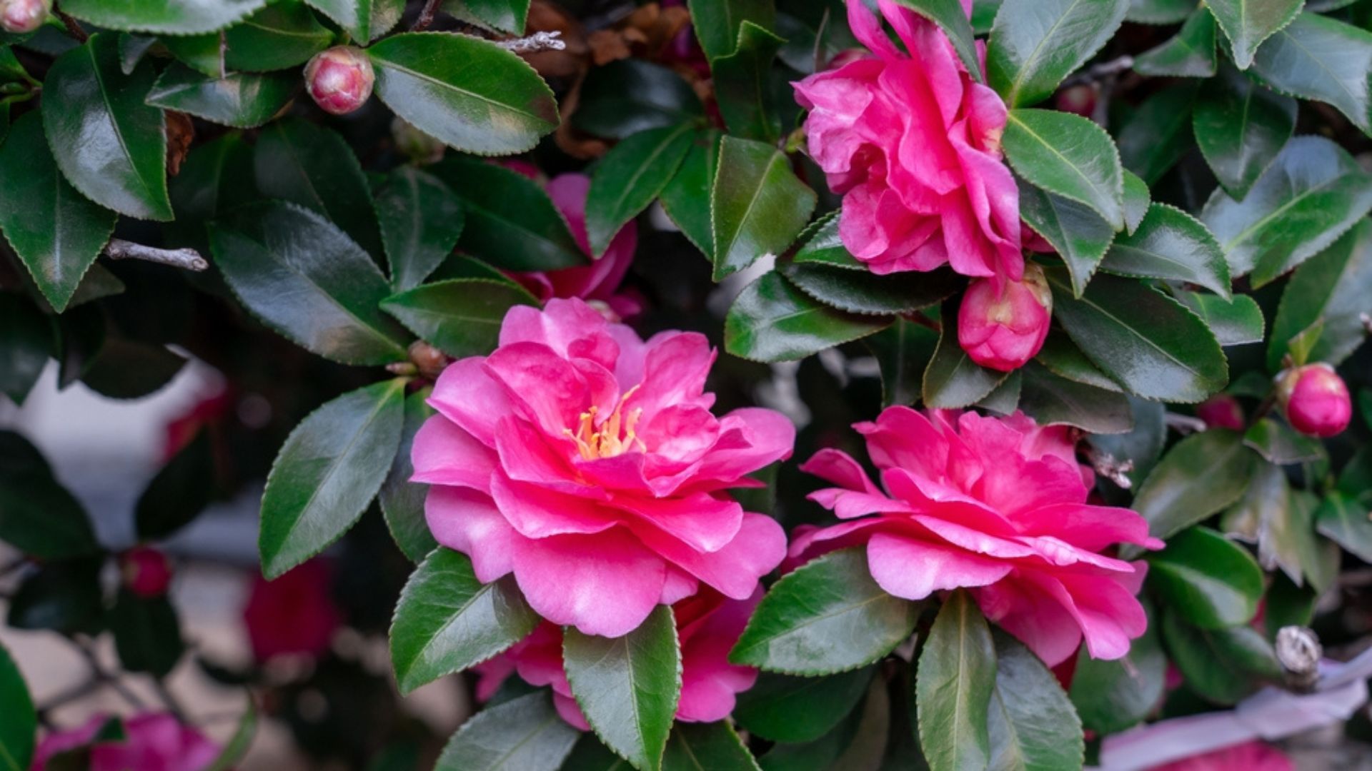 29 Resilient Shrubs That Thrive Anywhere And Always Look Stunning