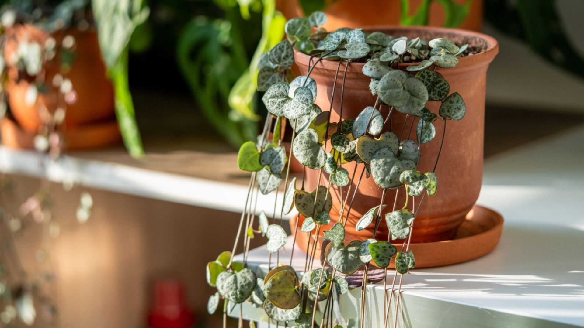 29 Unique Houseplants For A One-Of-A-Kind Collection (And Those That Are Not A Good Choice)