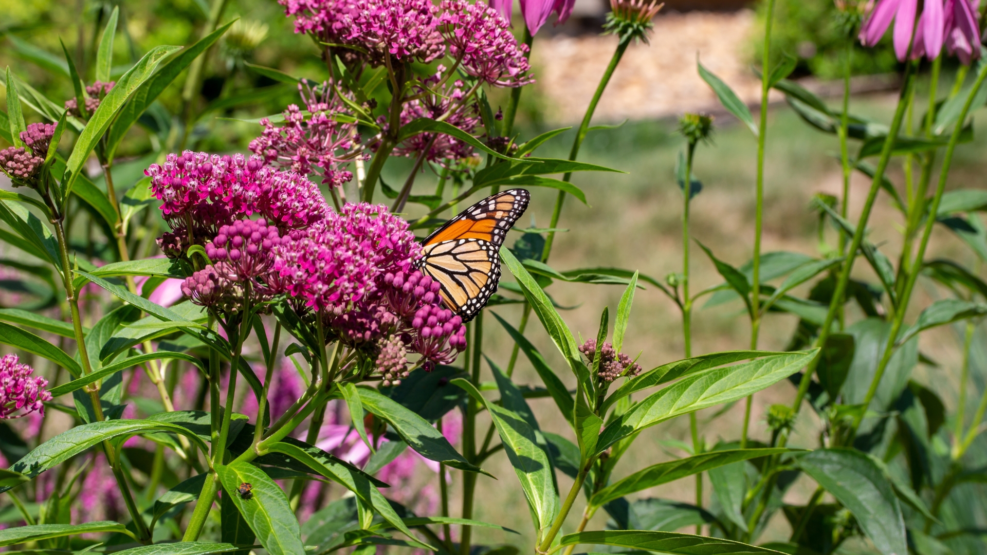 29 Ways to Get Rid of Aphids on Milkweed Without Harming Monarchs