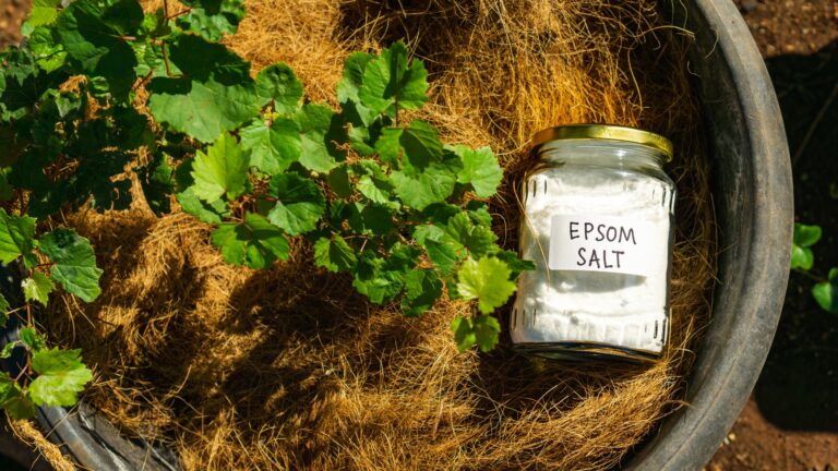 Using epsom salt, magnesium sulfate in home garden and agricultural field concept, for soil improvment