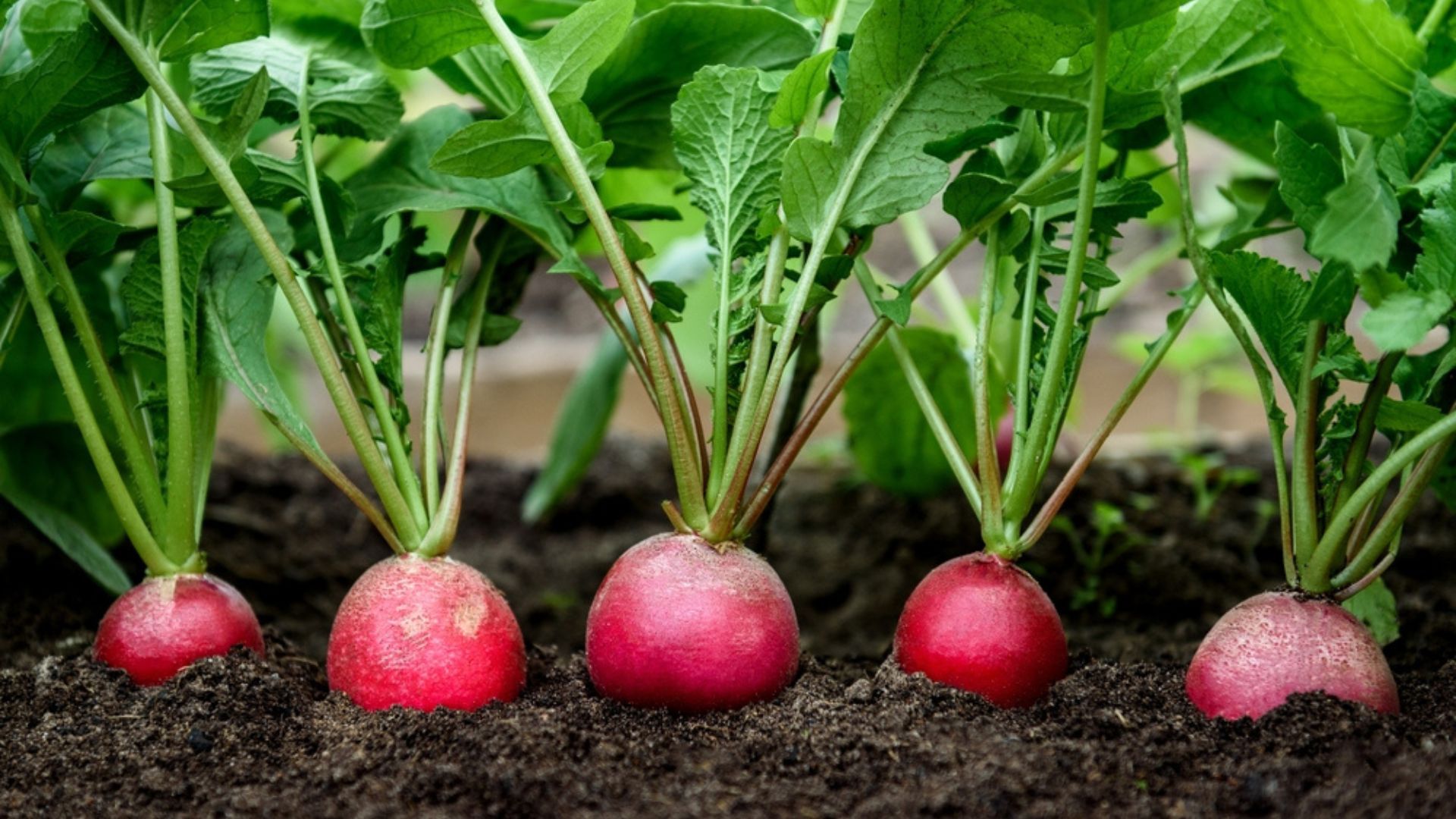 30 Best Companion Plants For Radishes (And 4 To Avoid)