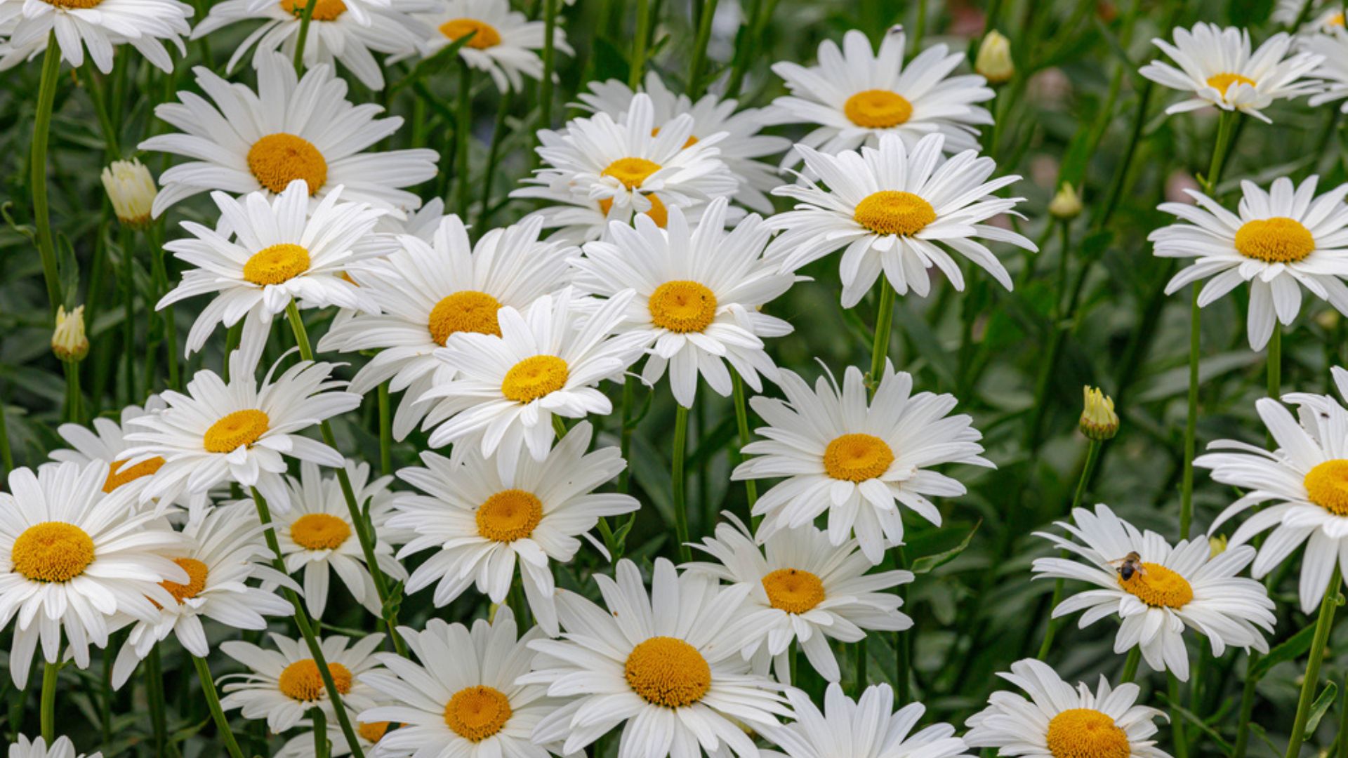 daisies in field