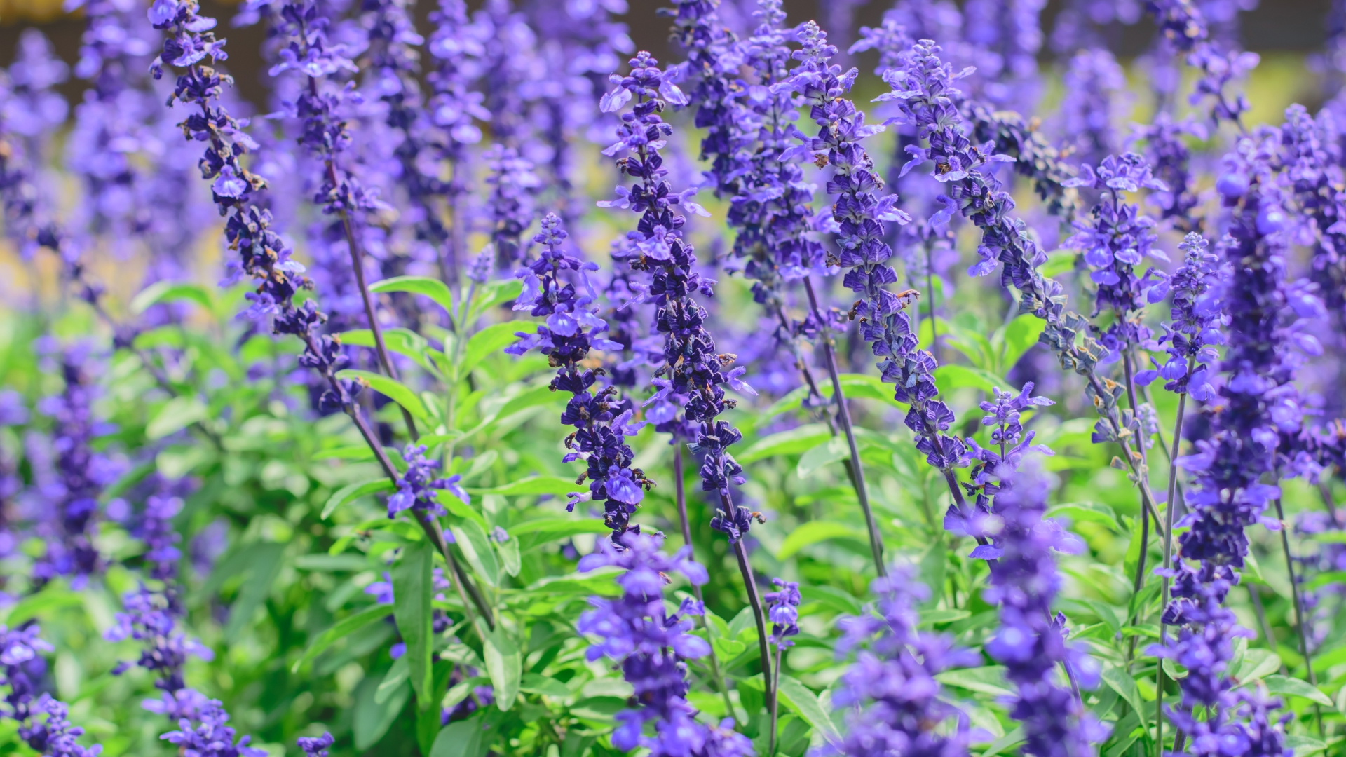 30 Captivating Purple-Hued Perennials For Every Garden