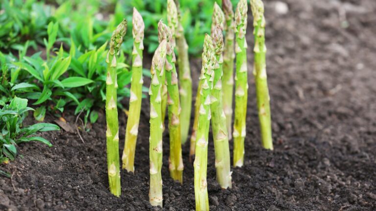 Organic farming asparagus in black soil