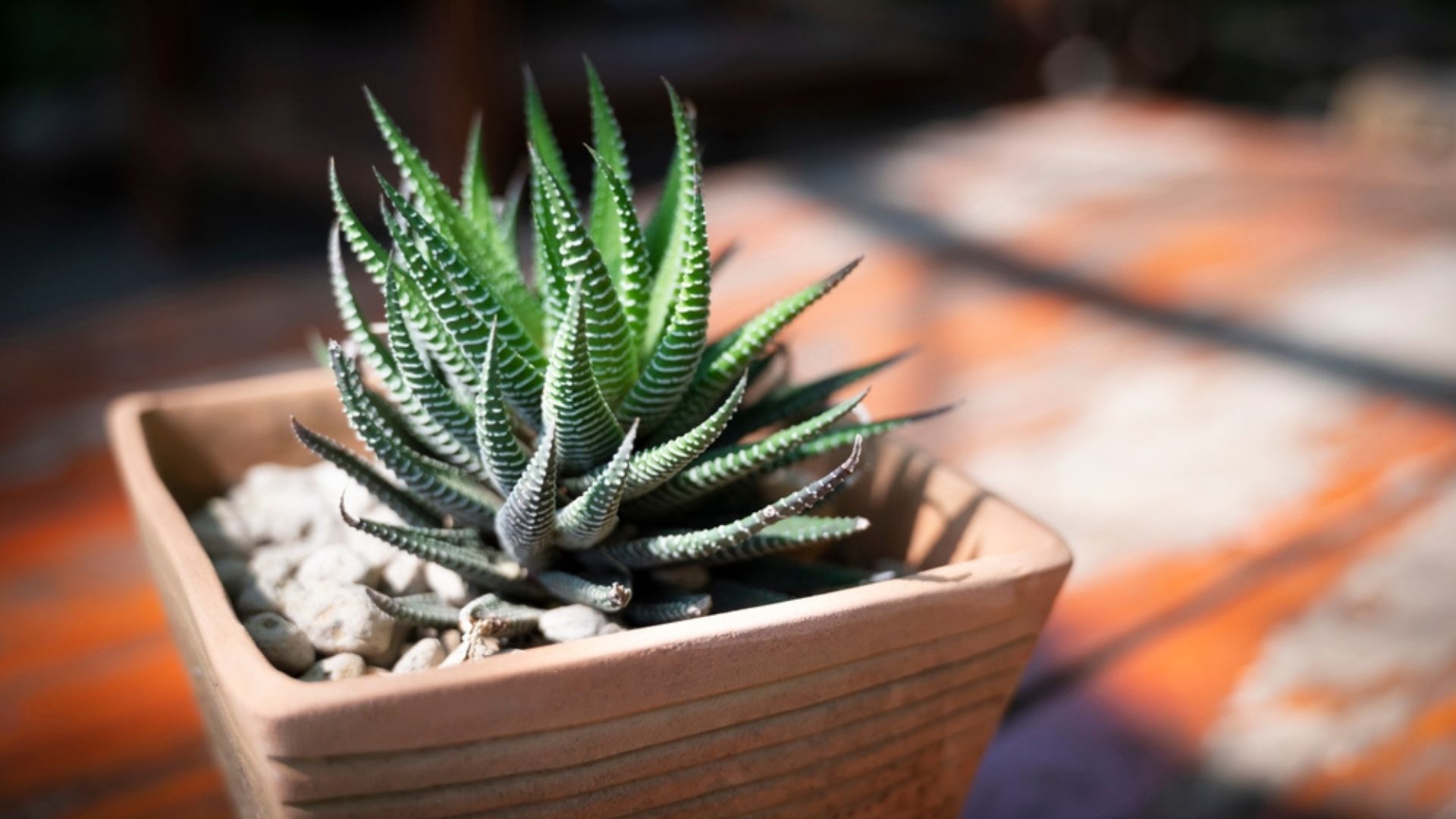 30 Different Varieties Of Zebra Plant That Will Look Stunning In Your Home