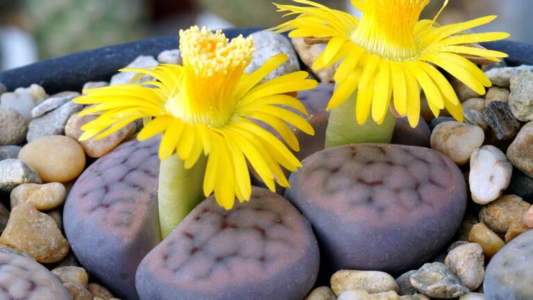 lithops plants blooming