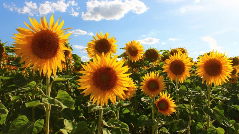 sunflower field