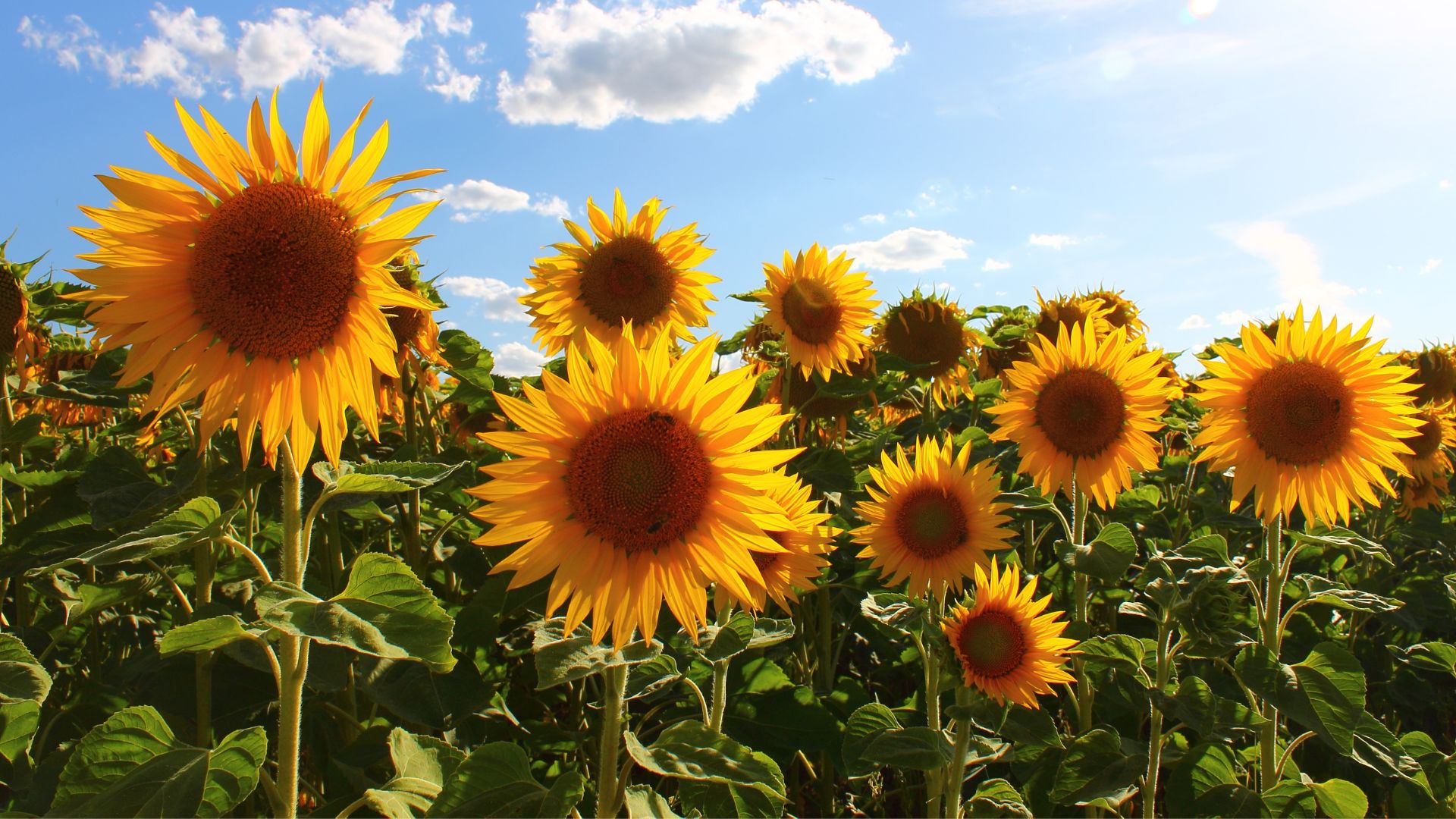 30 Easy-Grow Flowers For A Low-Maintenance Garden (And Some That Are Unexpected!)