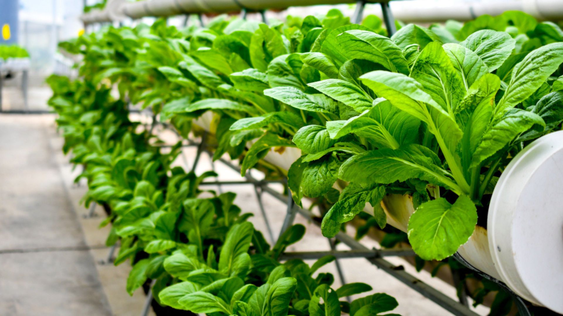 lettuce growing vertically indoors