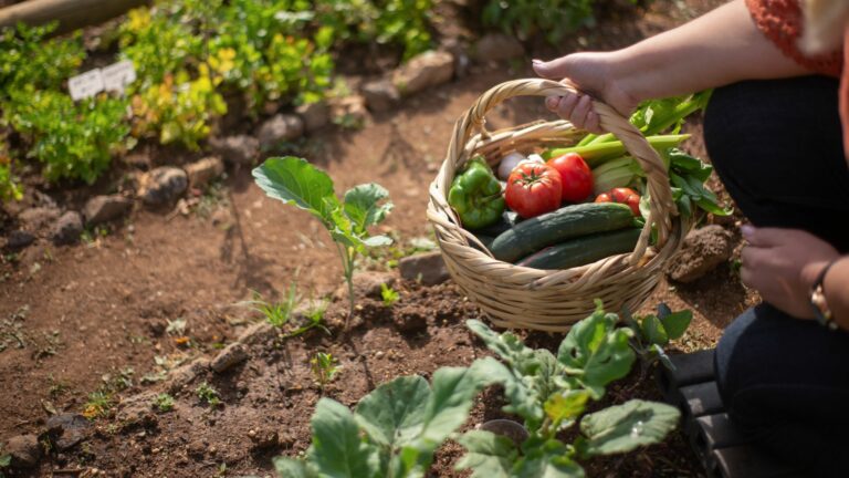 gardener holding basket with vegetables in garden