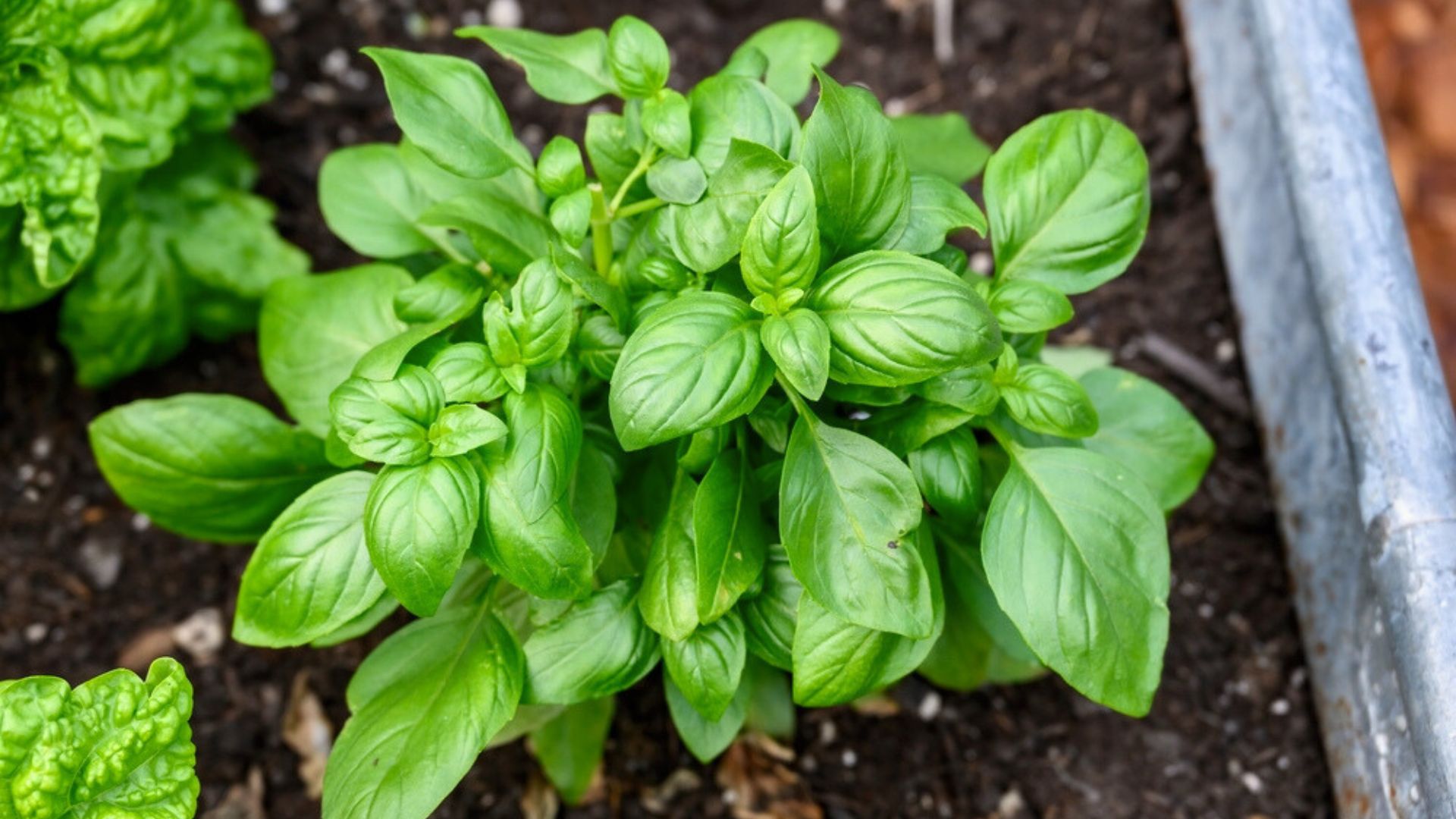 basil in garden