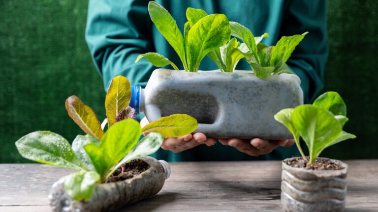 Female hand holding a plant growing in a used plastic bottle with plastic bottles water DIY for planting vegetable plant on wooden table in green background, reuse and recycle concepts.