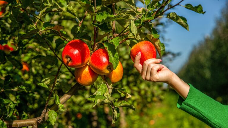 Gardener hand picking red apple.