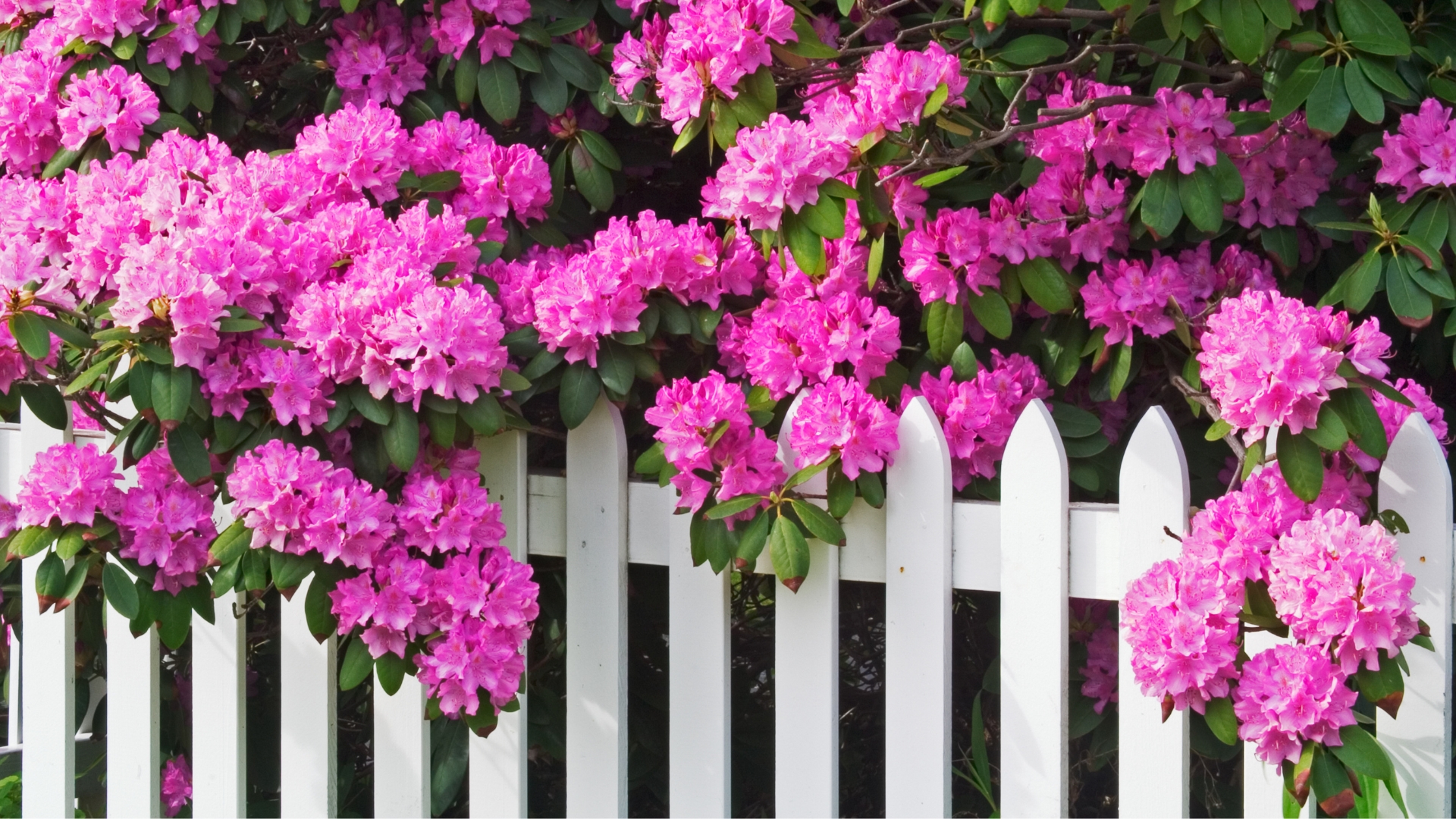 30 Of The Most Stunning Plants To Grow Along Your Pre-Existing Fence