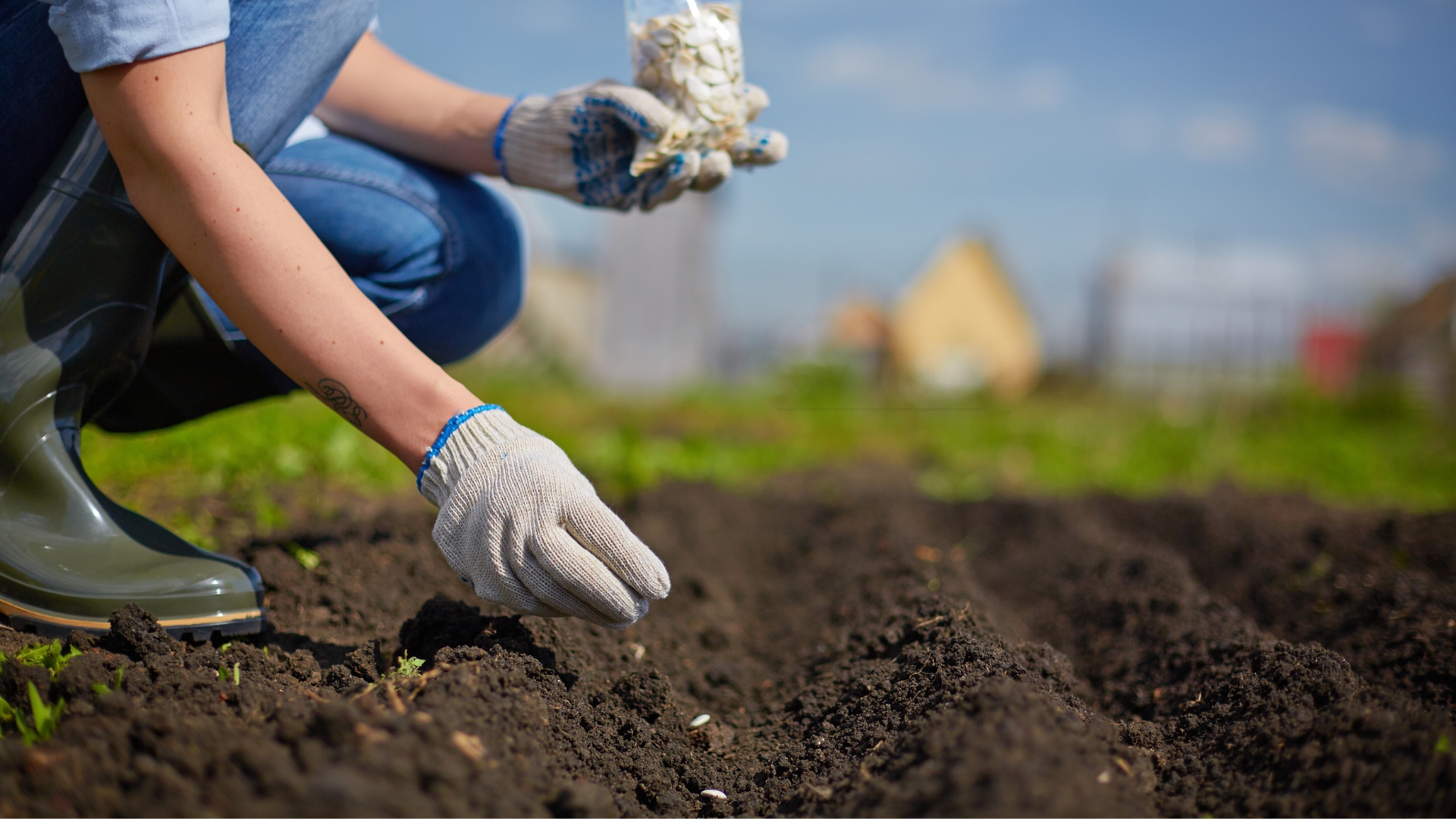 direct seed sowing