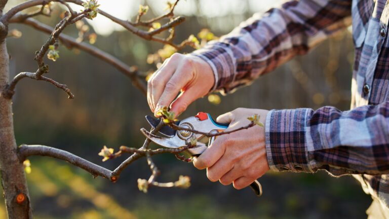 Close-up of a gardener pruning a fruit tree