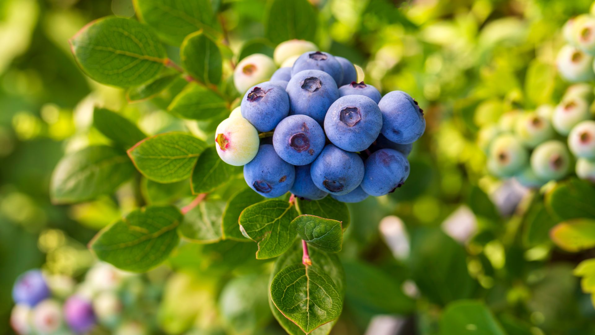 blueberry bush