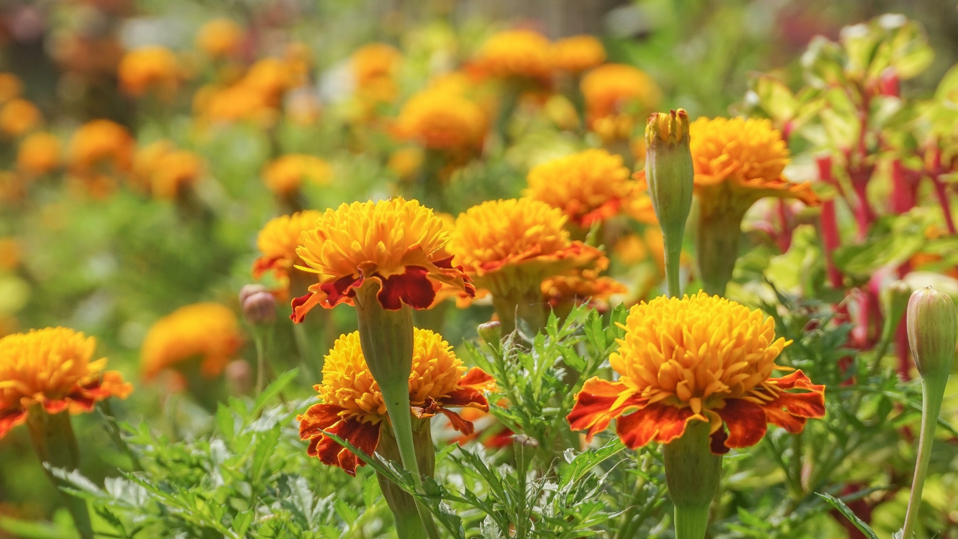 beautiful marigold flowers with nature background