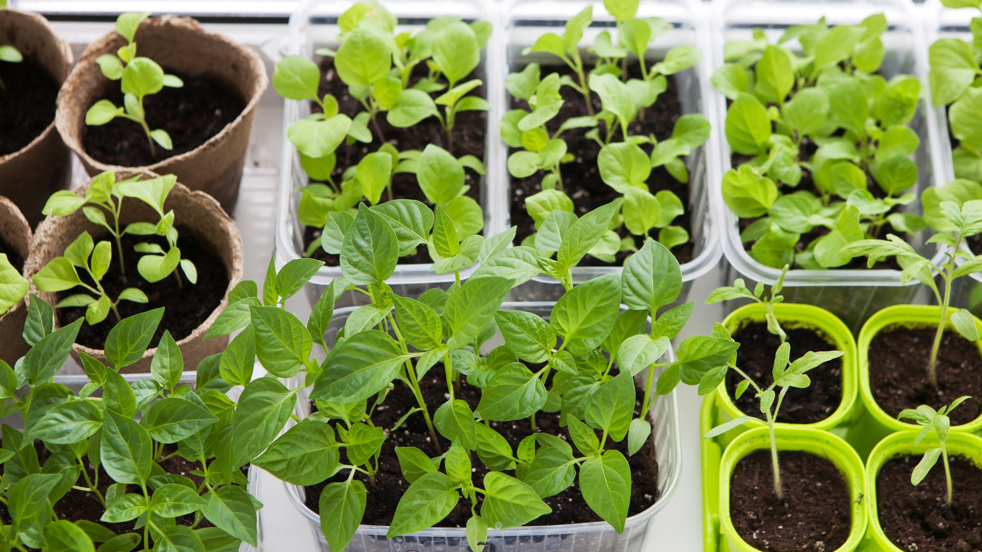 vegetables in trays