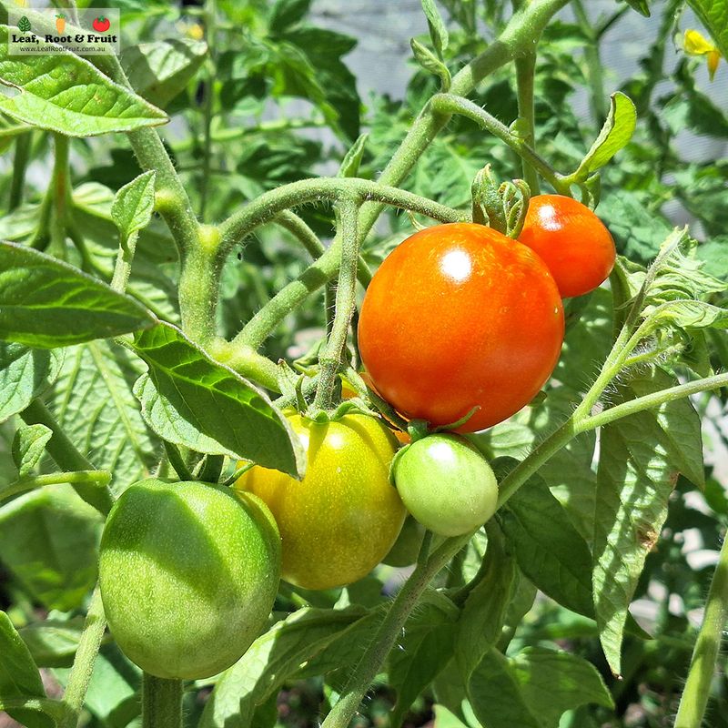 Tomatoes