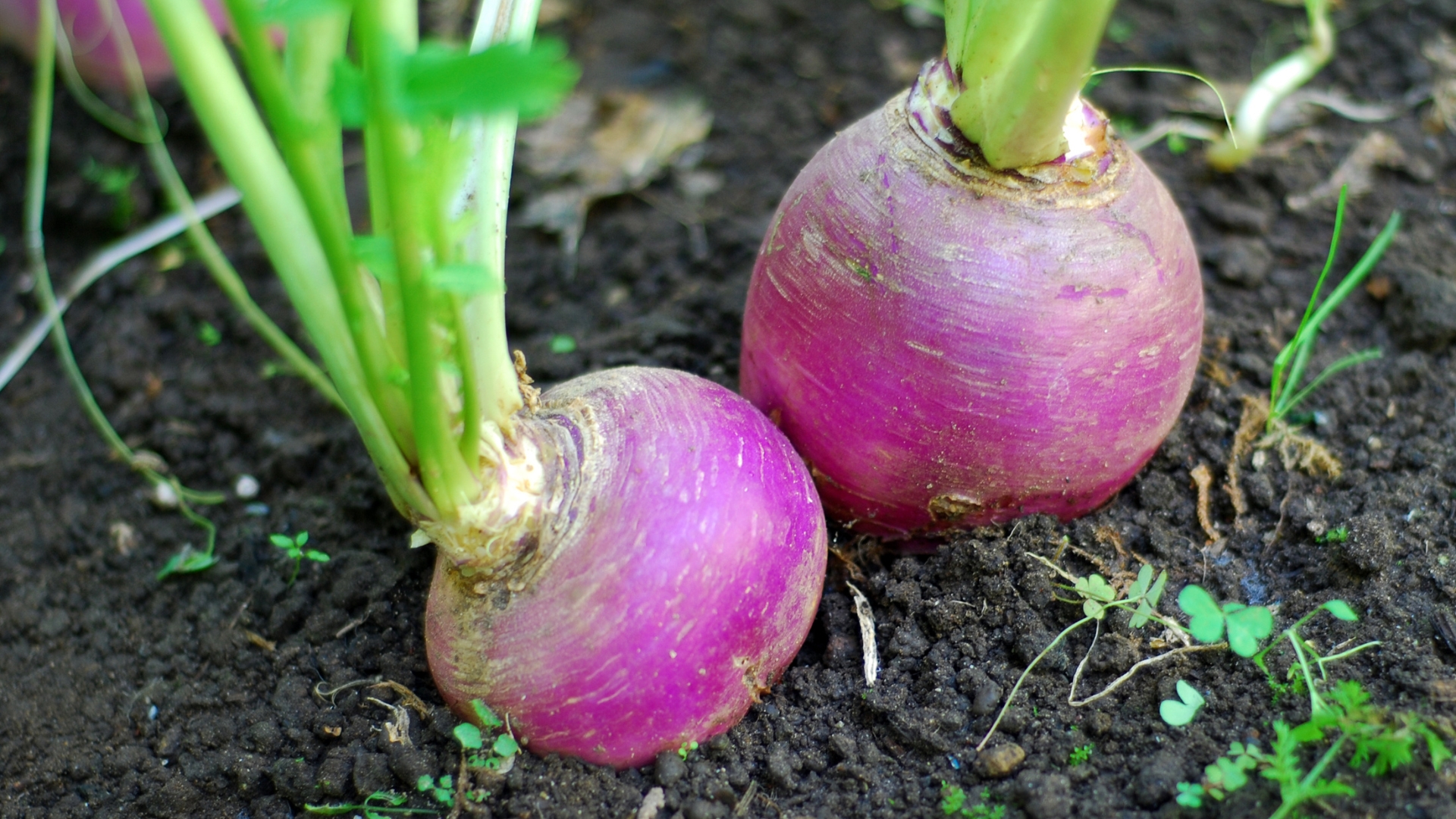 turnip vegetable