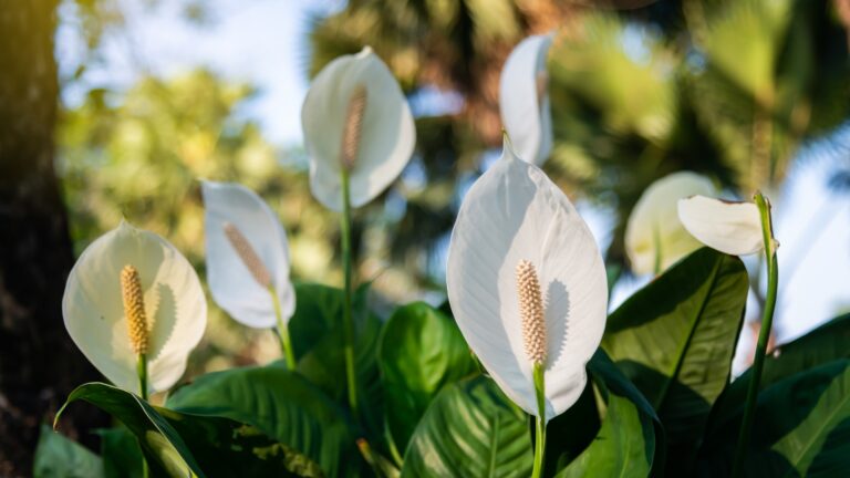Decorative houseplant Spathiphyllum wallisii. Commonly known as peace lily.Very bright flower.auspicious wood.