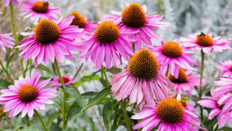 purple coneflowers