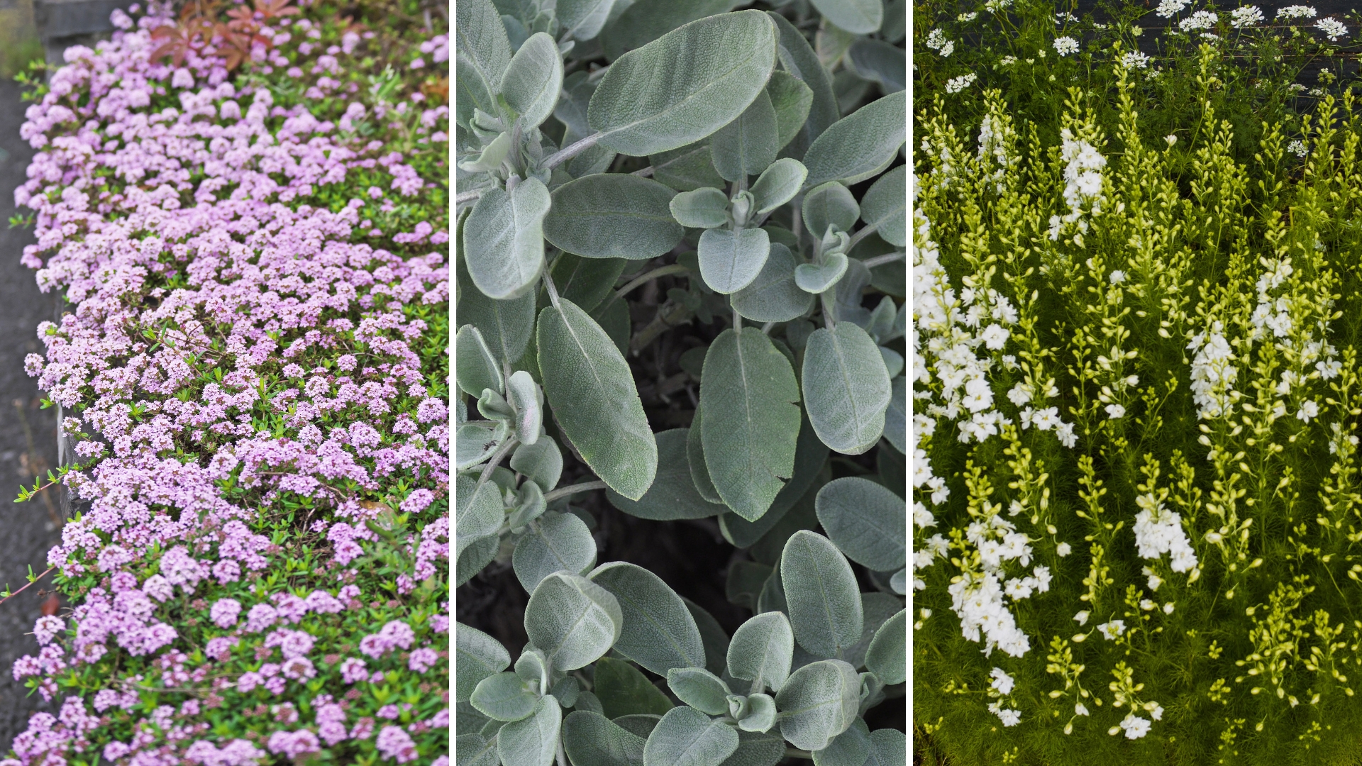 31 Fragrant Ground Covers That Can Help Deter Pests (& 5 To Avoid)