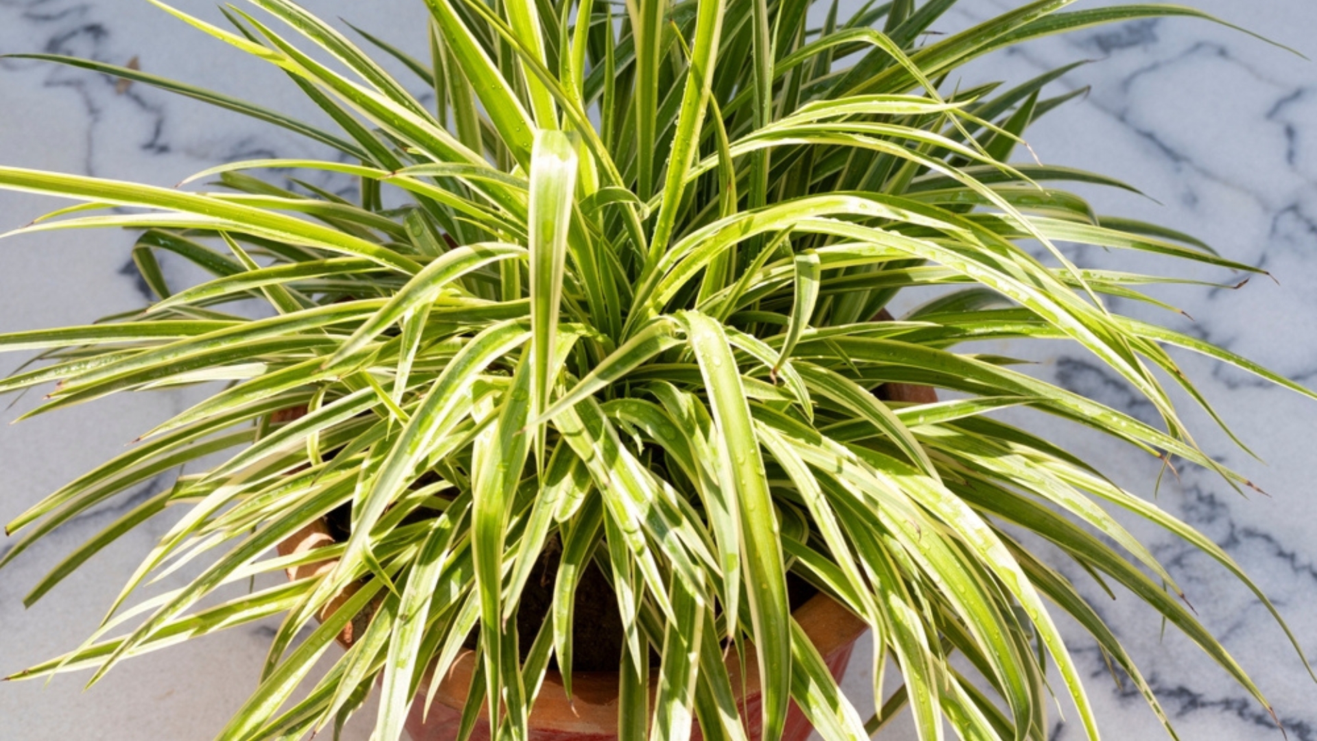 spider plant