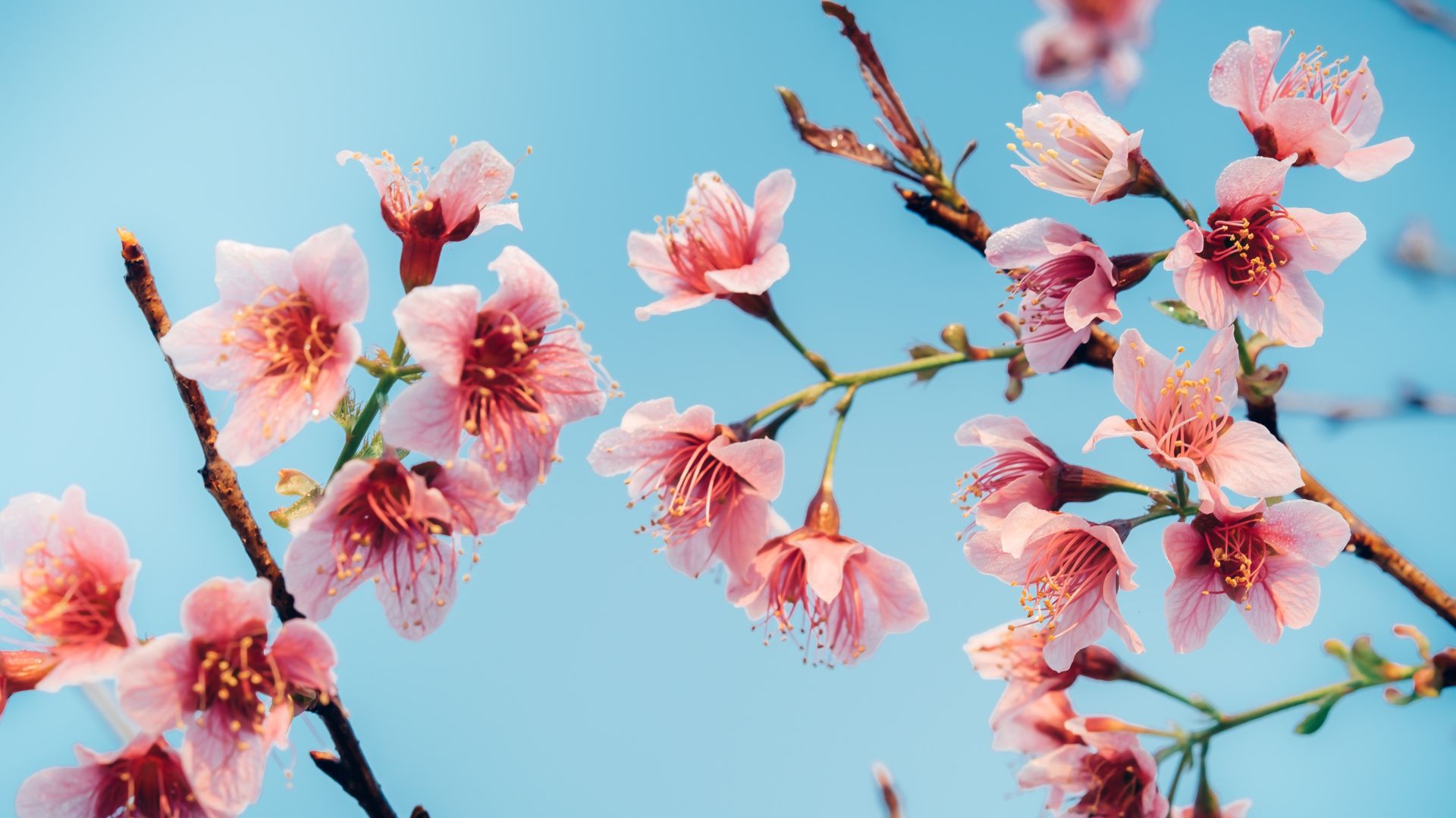 31 Japanese Garden Flowers For A Serene Zen Garden