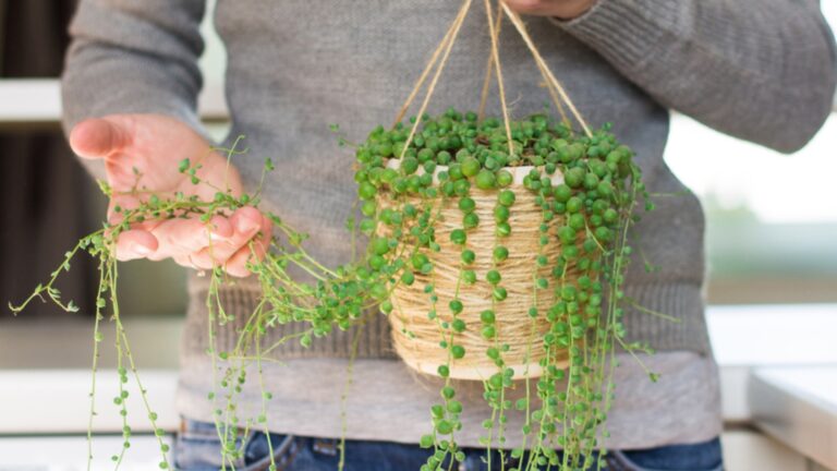 string of pearls plant