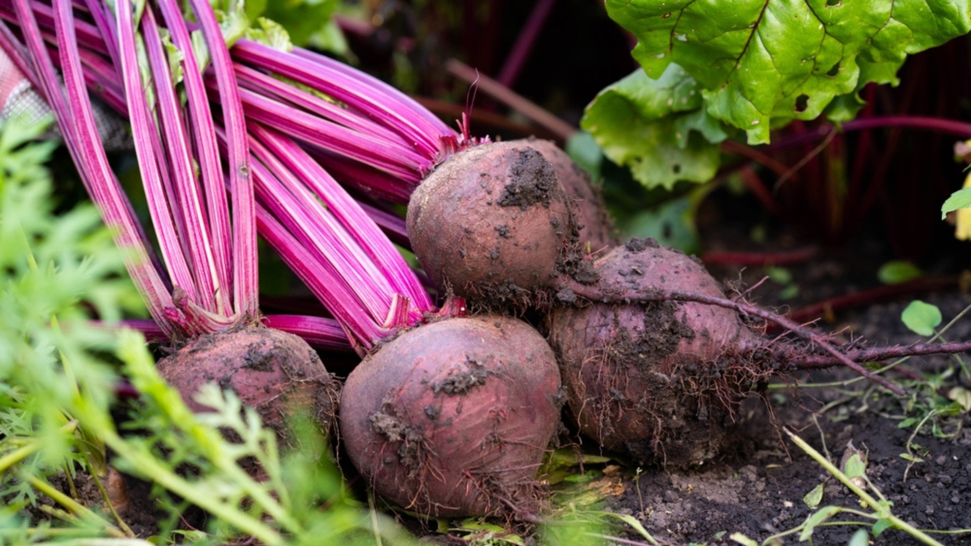 beet plant