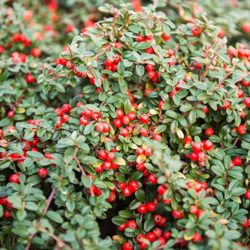 31. Cotoneaster