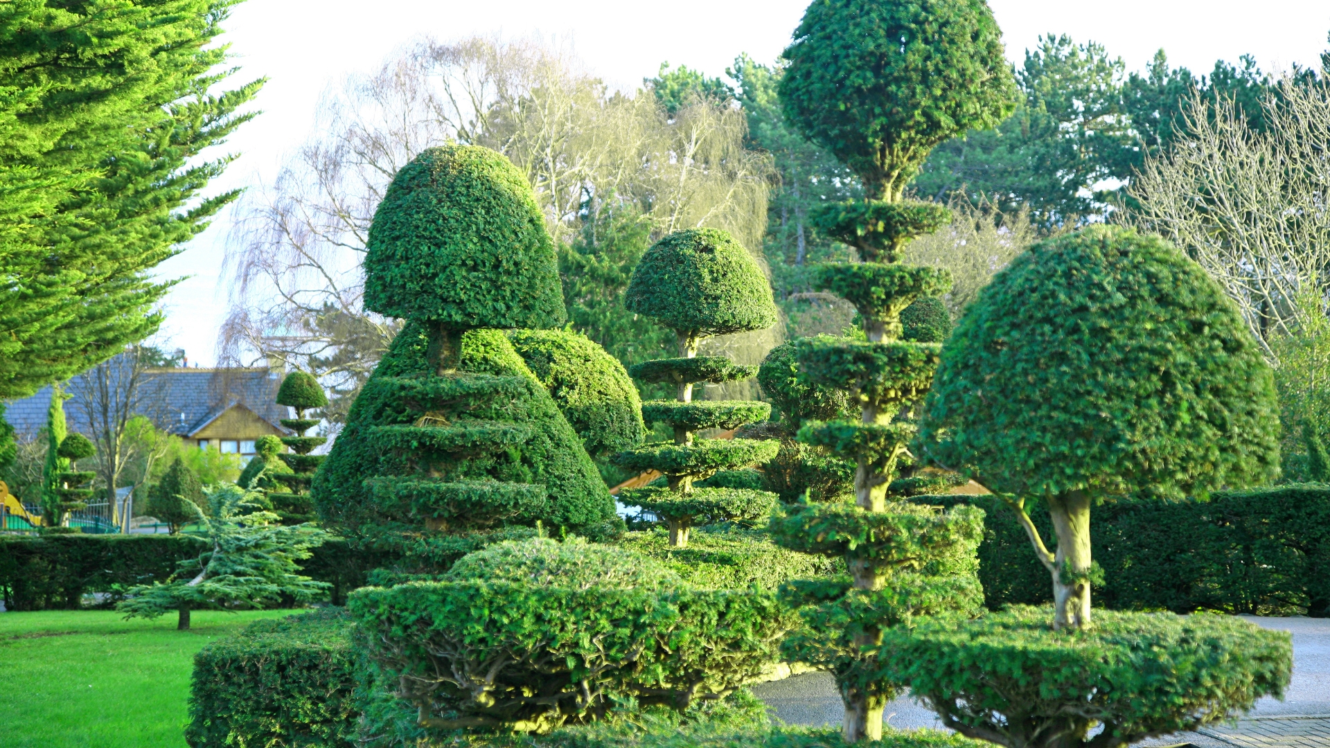 topiary tree and shrub