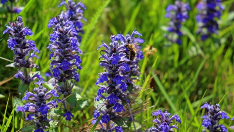 bee on lavender flower