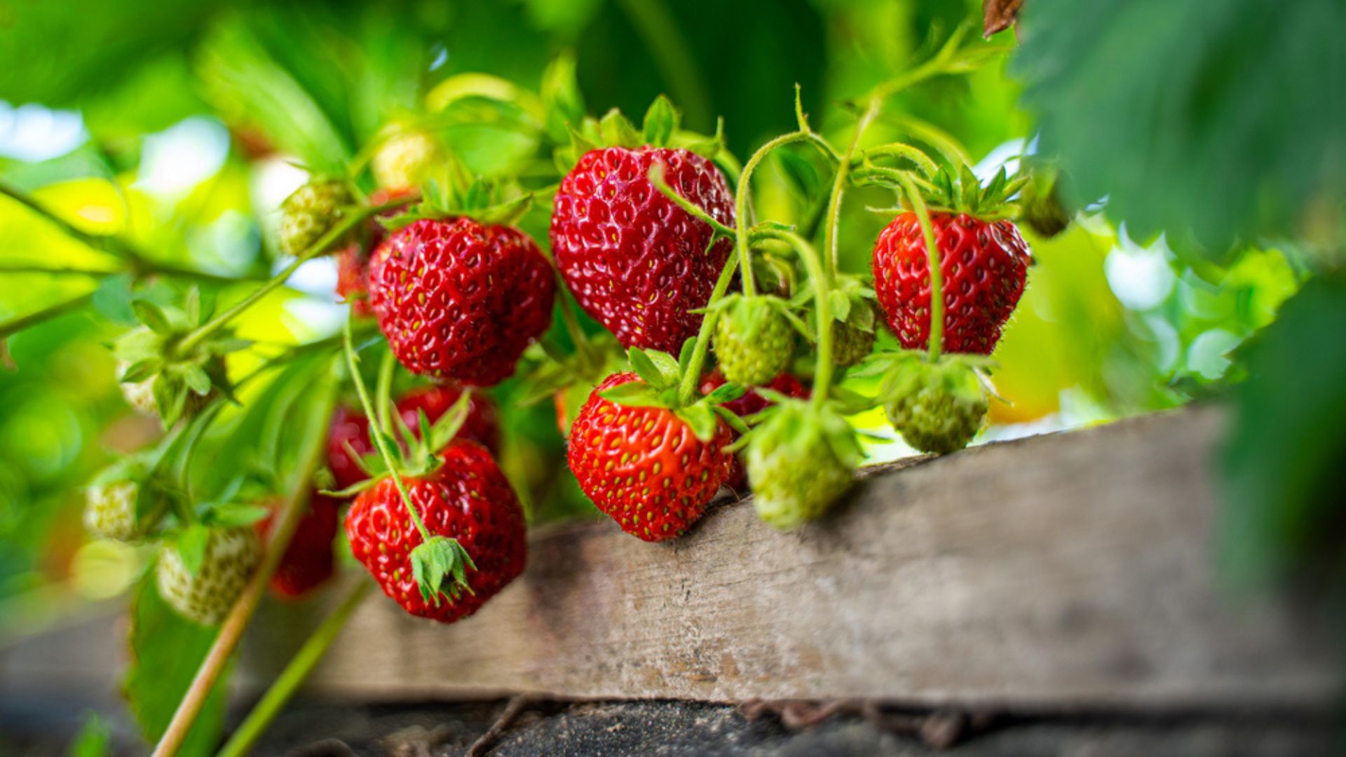 strawberry plant