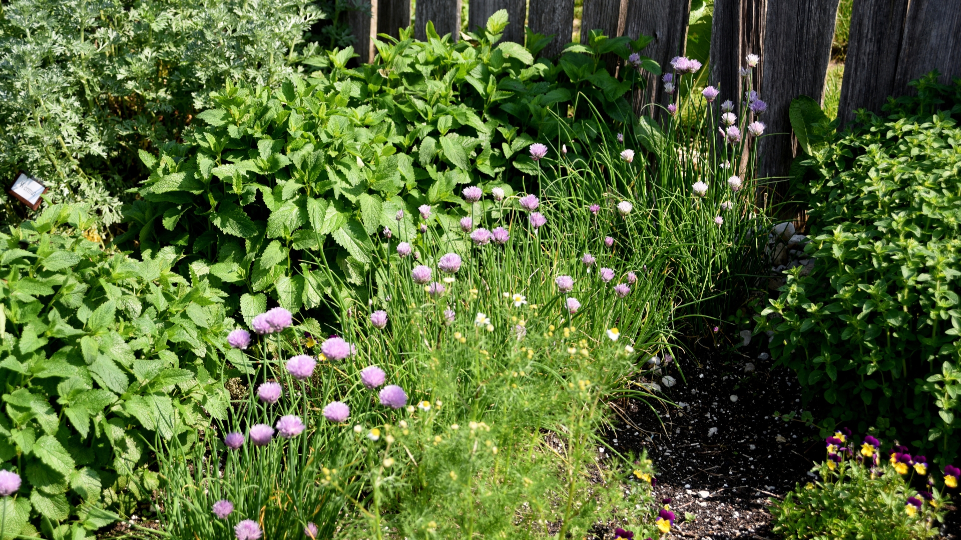 herb and flower garden