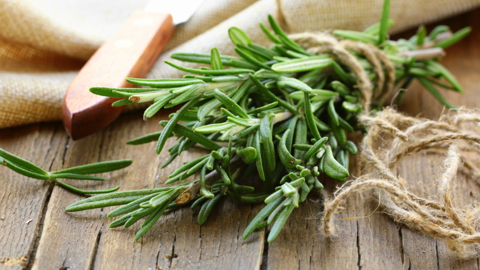 rosemary cuttings on table