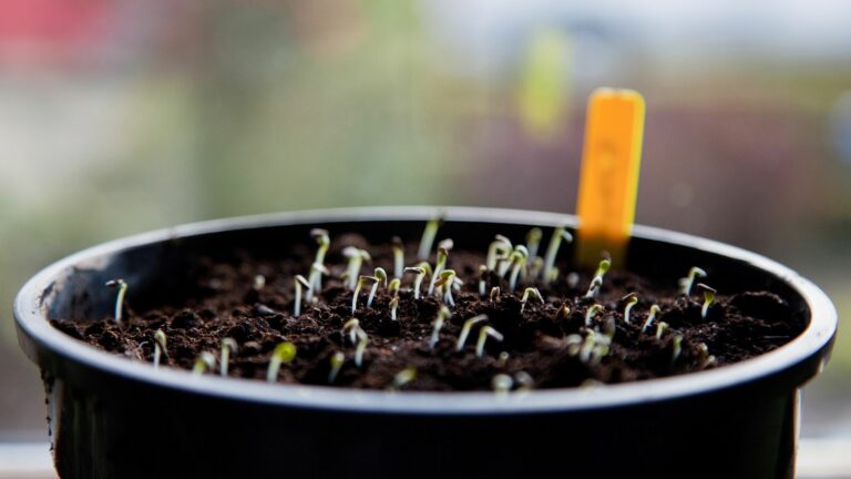 Sowing Seeds Indoor