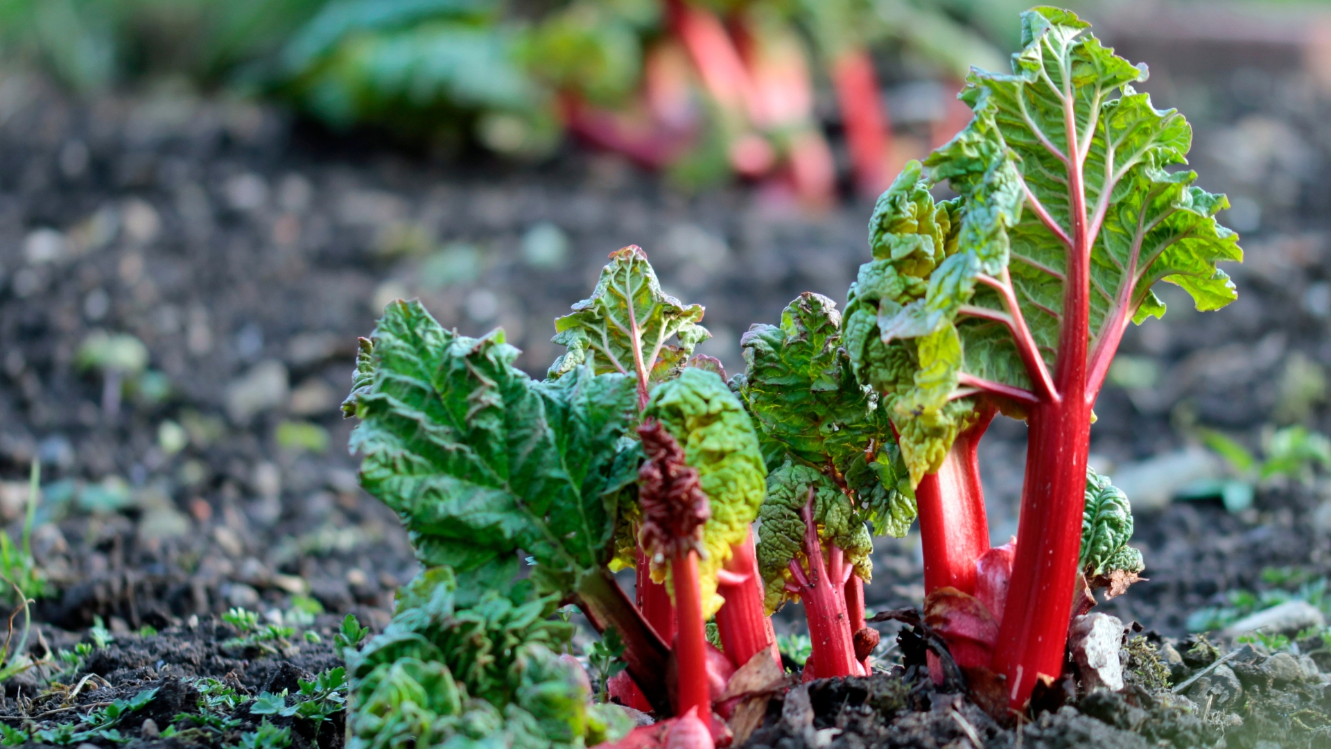 32 Simple Tips for Harvesting Rhubarb at Its Peak