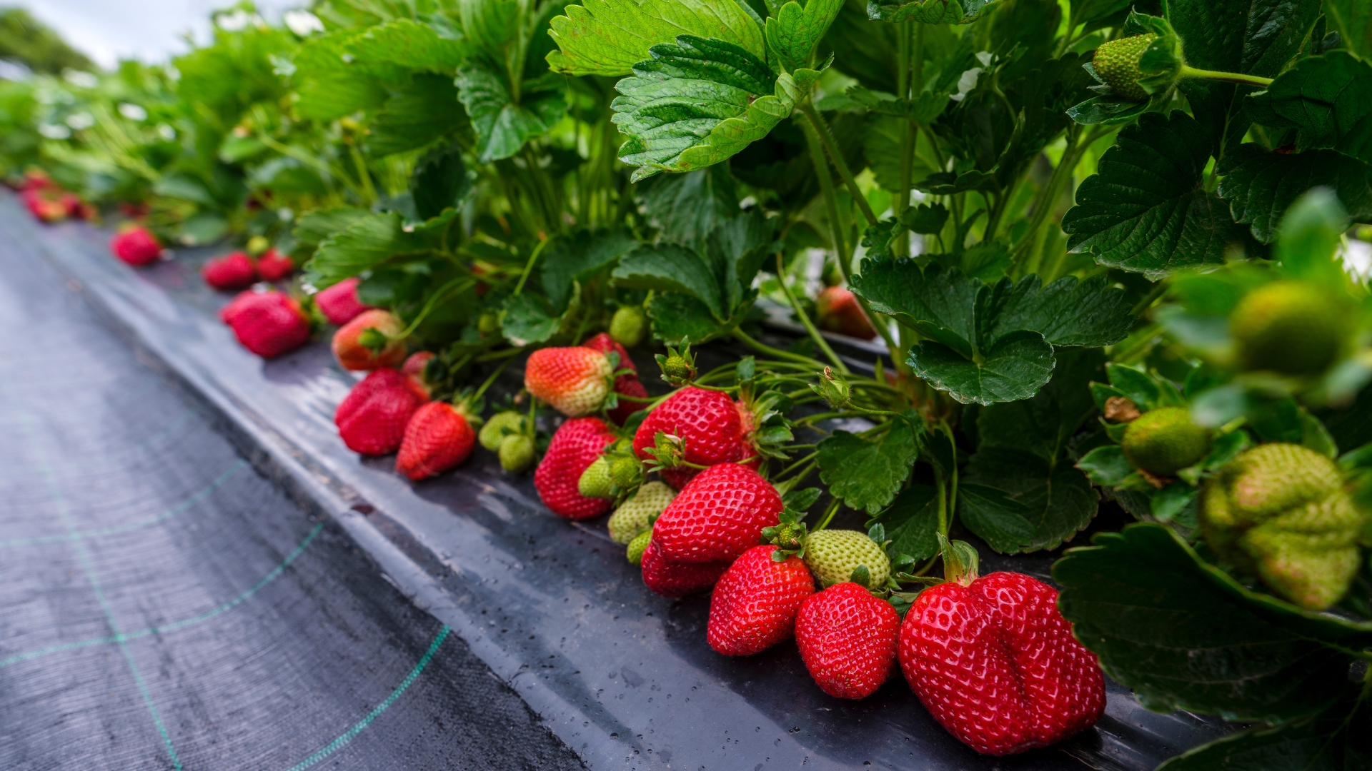 32 Strawberry Growing Mistakes That Will Ruin Your Crop