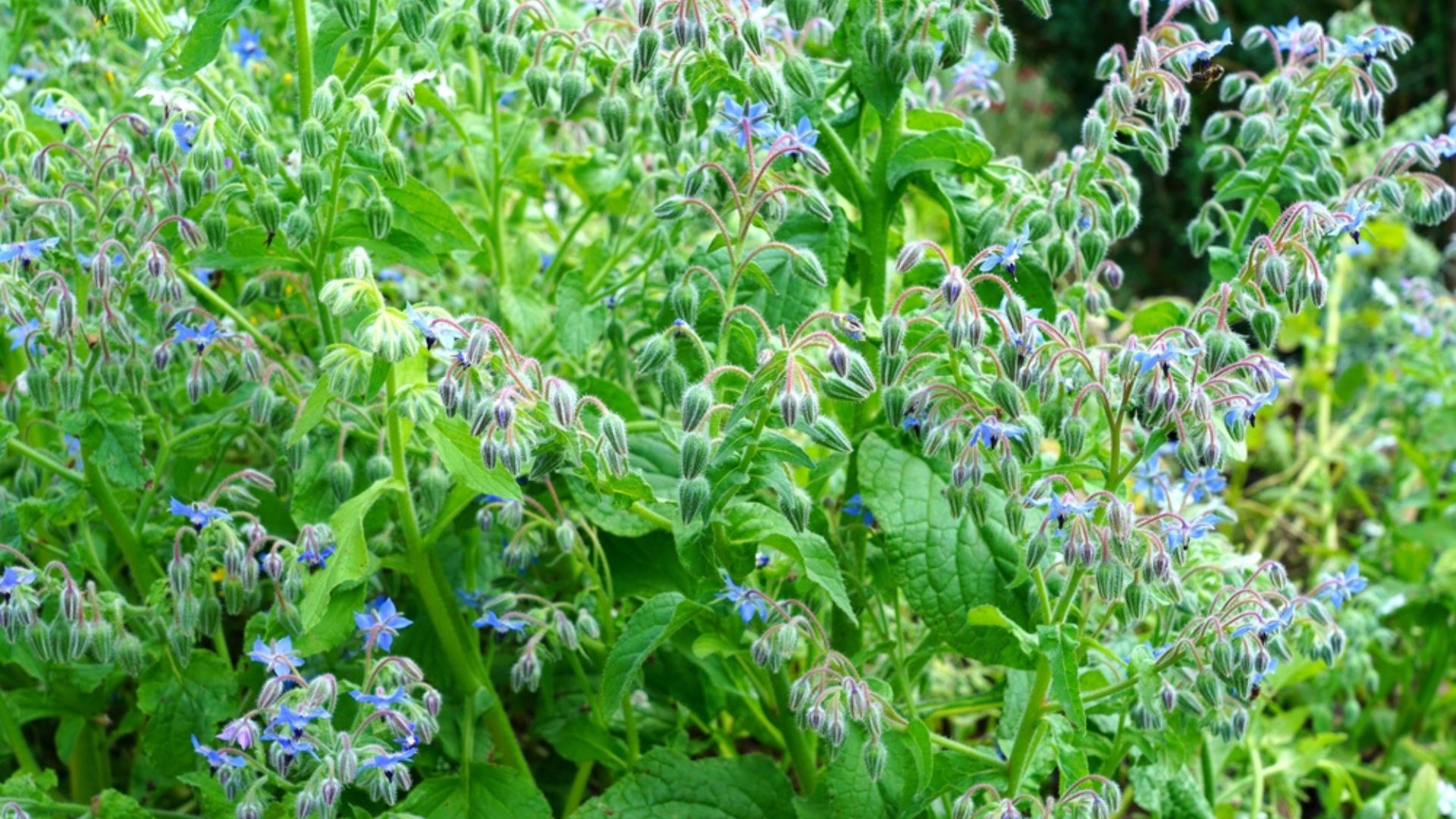 borage herbs