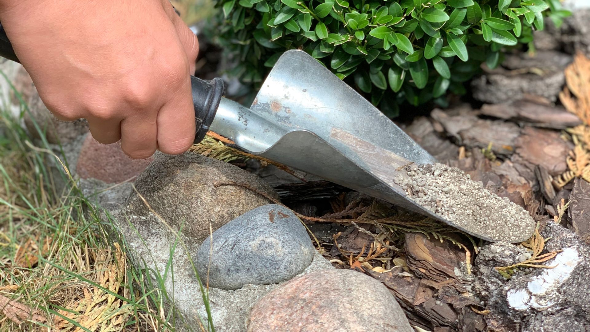 Fertilizing soil with ash before planting. Gardener holding handful of ash. Ecologically friendly fertilizer.