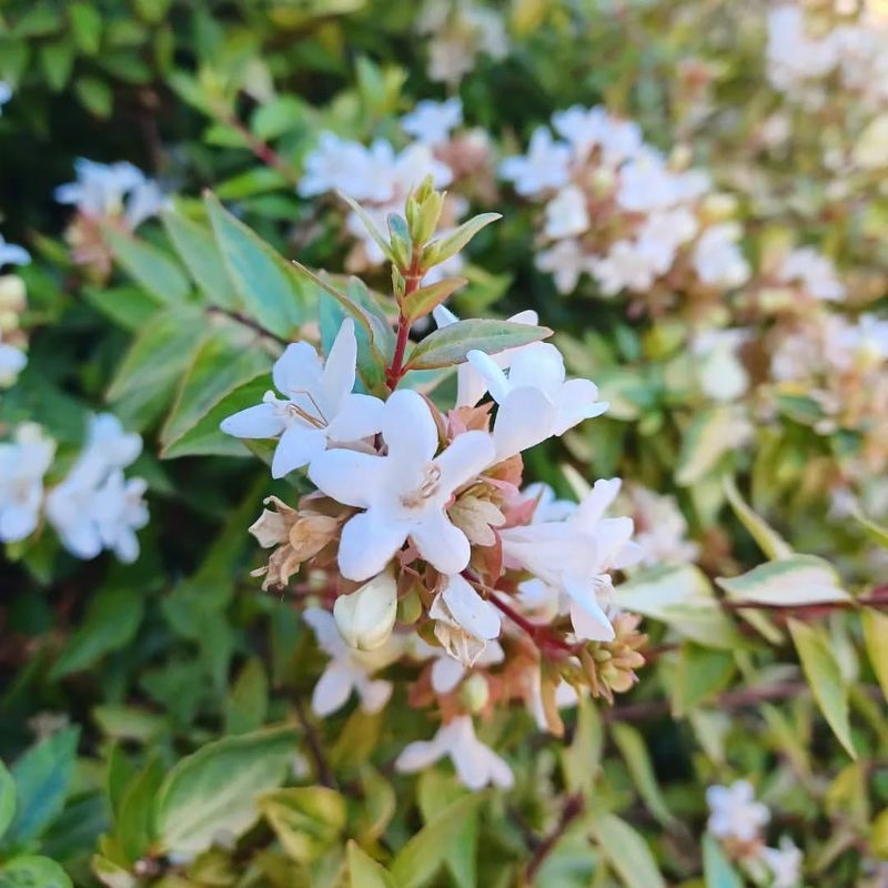 32. Abelia