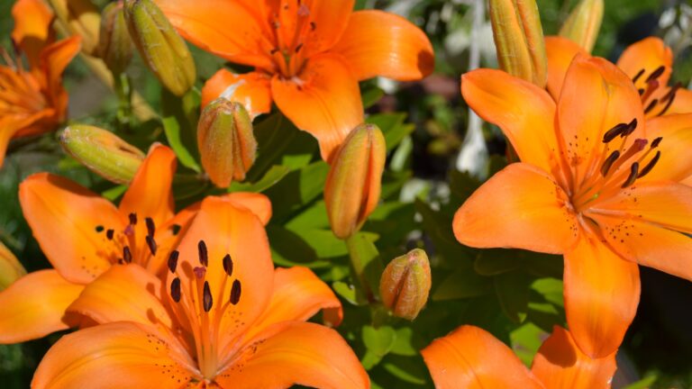orange lily