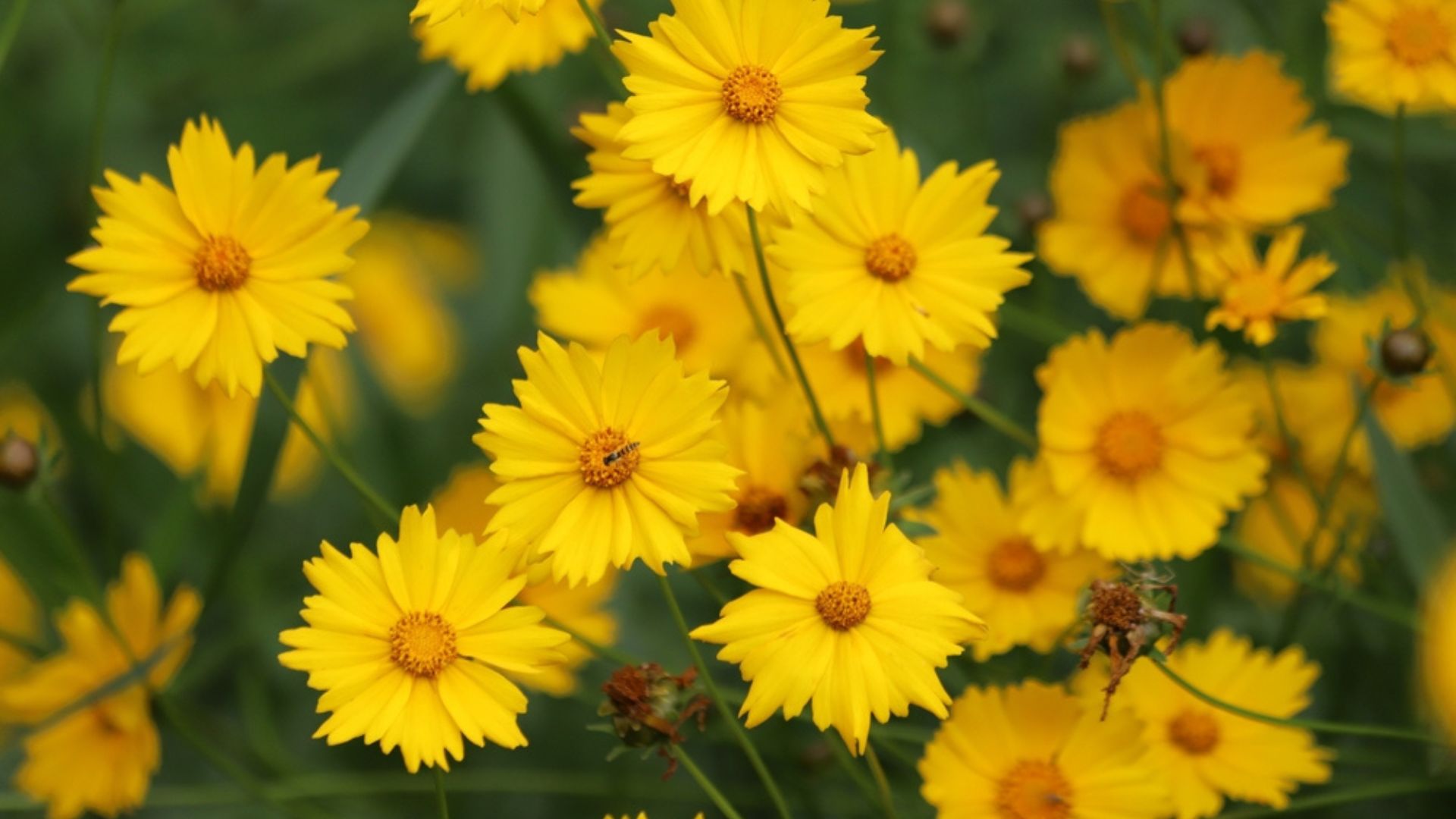 yellow coreopsis flowers