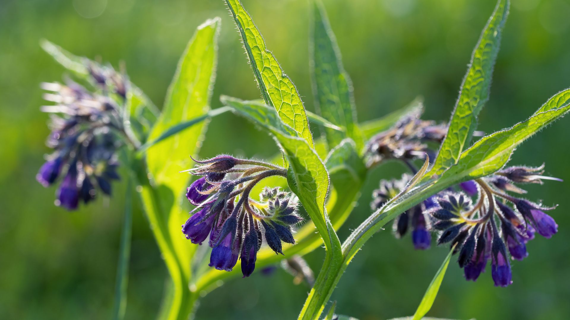 comfrey plant