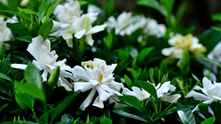 gardenia flower