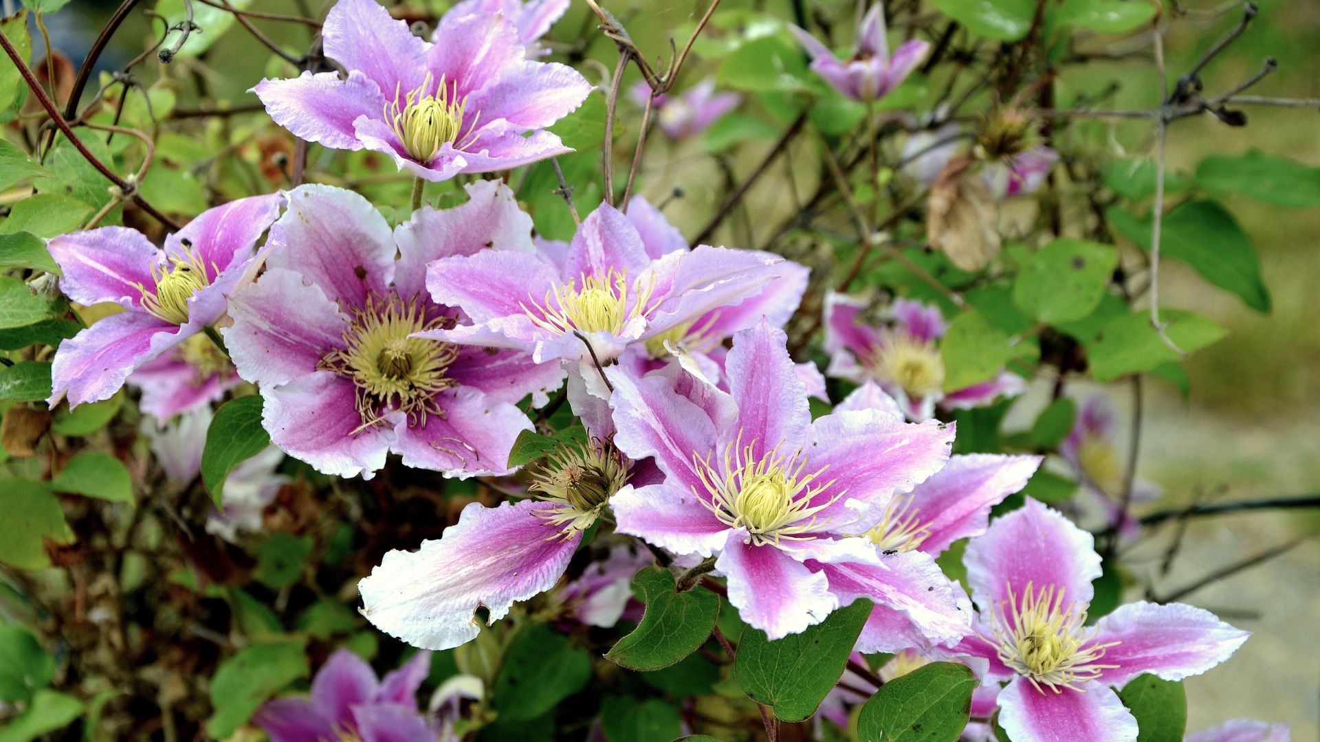 clematis flowers